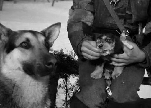 Шарик из фильма Четыре танкиста и собака