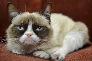 "Эксмо" выпустит книгу о Грампи Кэт, Grumpy Cat, сердитый котик, книги о животных