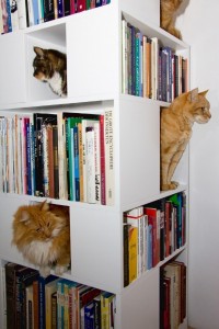 Любимые книги и... котики, литература в картинках