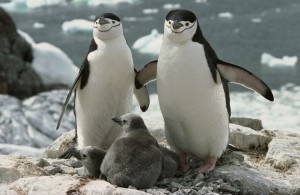 Пингвины из зоопарка Нью-Йорка, запрещенная литература, новости библиотеки