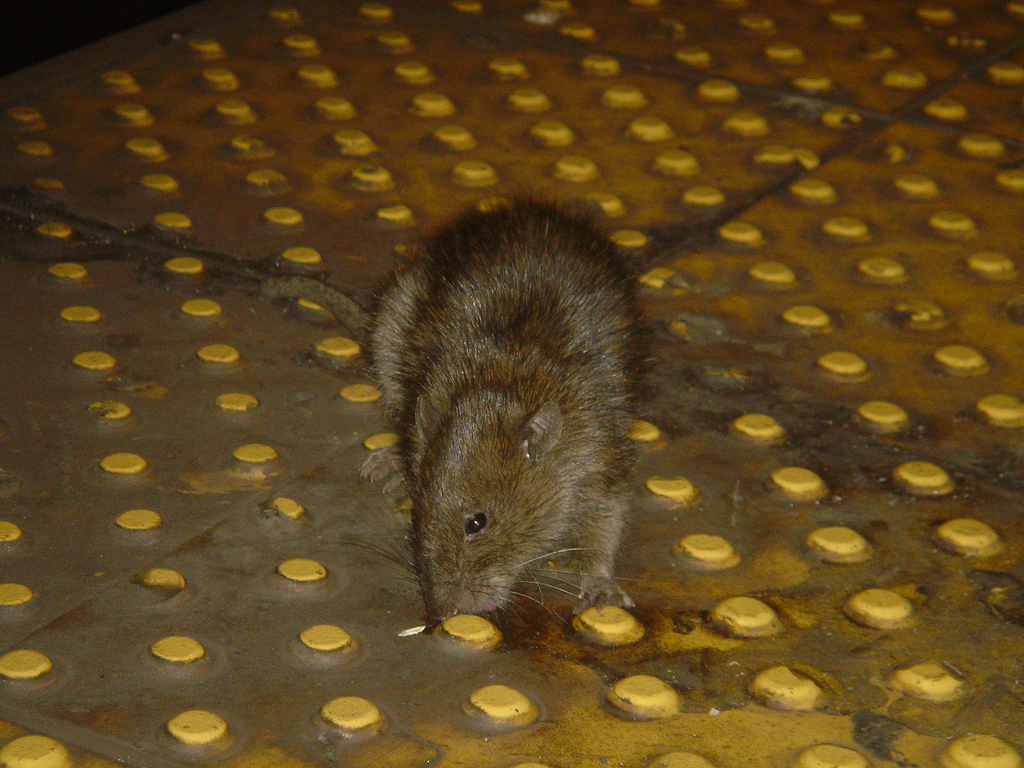 Крысы в нью йорке фото